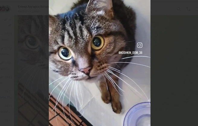 Кота Тигру выкинули с пятого этажа, но он выжил, хоть и сломал позвоночник | Источник: Елена Гасанова