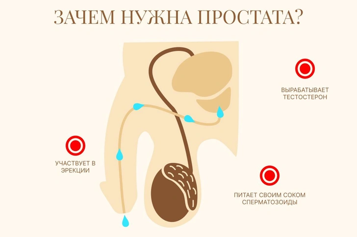 О чем грустят мужчины: секреты простаты в картинках