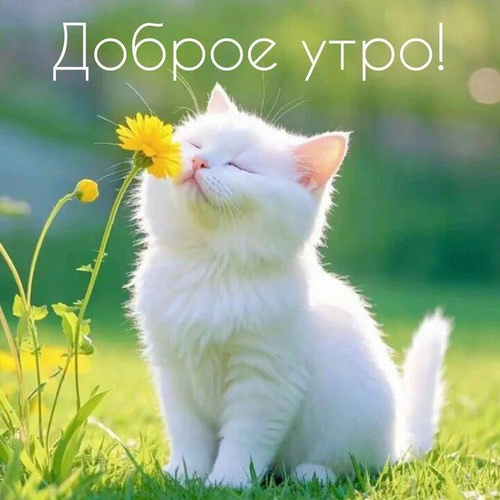 Изображение пользователя