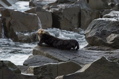 На Южных Курилах стартовала экспедиция по изучению каланов