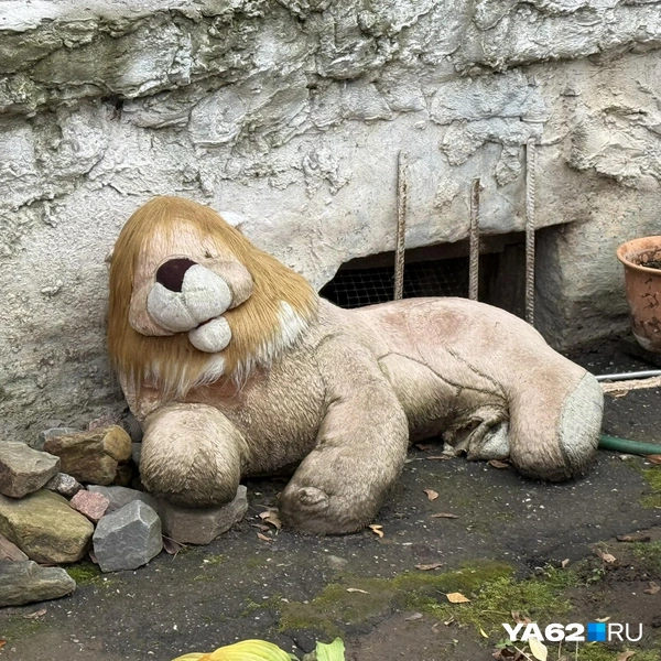 Плюшевых зверят стали приносить и остальные жители дома | Источник: Сергей Петунин / YA62.RU