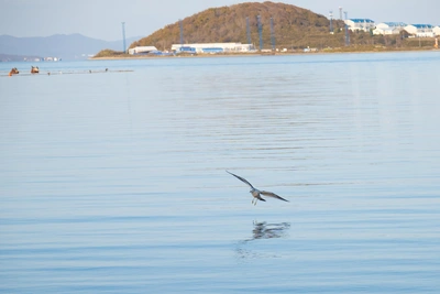 Морские обитатели показали представление у Эгершельда