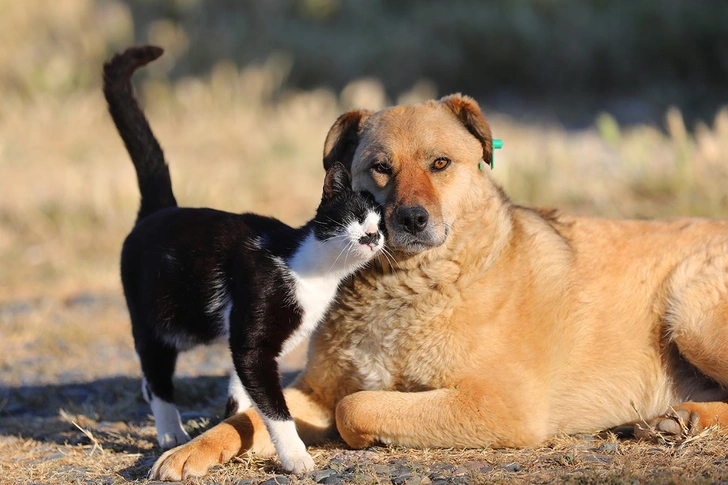 Кто более эмоциональный: кошки или собаки | Источник: Anadolu/Getty Images
