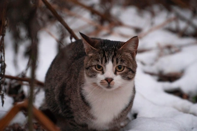 Погода в Архангельске 8 декабря: похолодание и снег