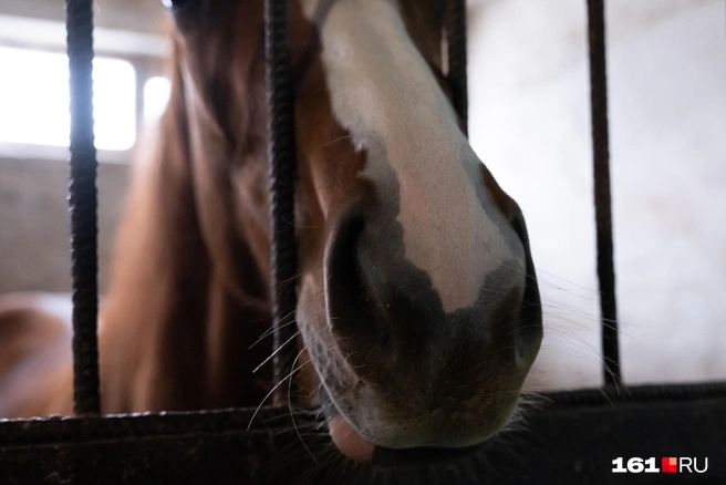 Симпатичный носик | Источник: Евгений Вдовин / 161.RU