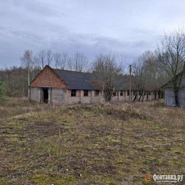 Источник: Ирина Багликова / «Фонтанка.ру»