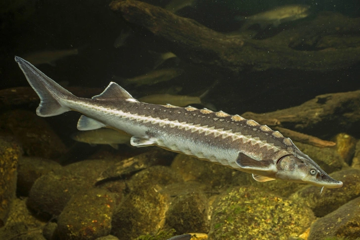 Есть идея о монополии: ловить осетра в Азовском море могут разрешить только одной компании Есть идея о монополии: ловить осетра в Азовском море могут разрешить только одной компании