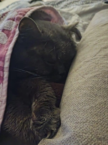 Мягкий плед и уютный диван&nbsp;— залог хорошего сна в морозный день | Источник: читатель НГС