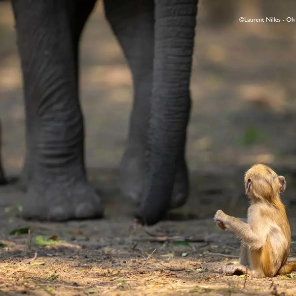 Источник: Nikon Comedy Wildlife Awards