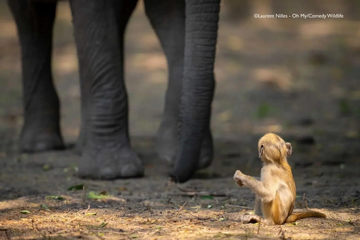 14 самых смешных фото слонов в мире — победители Comedy Wildlife Photography Awards и World Nature Photography Awards за всю историю | Источник: Comedy Wildlife Photography Awards