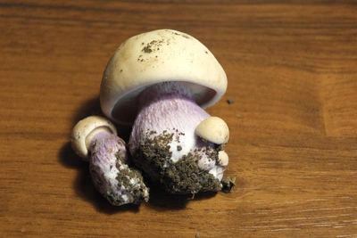 Shy Blueleg Mushroom Found by Volgograd Foragers