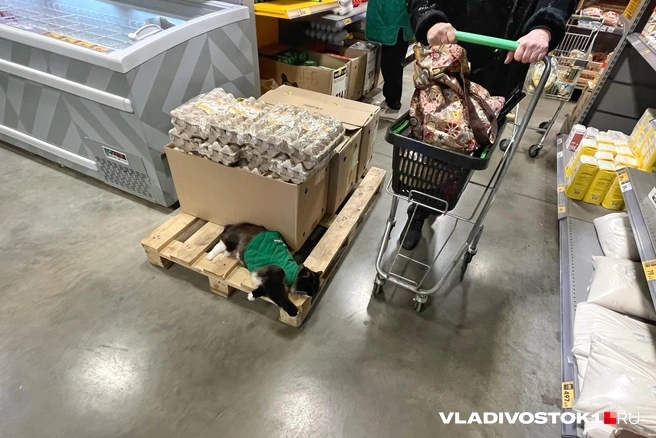 Джесси бдительно следит за всем происходящим в магазине | Источник: Елена Буйвол / VLADIVOSTOK1.RU