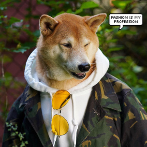 Инстаграм (запрещенная в России экстремистская организация) дня: Не просто милая собака, а икона стиля