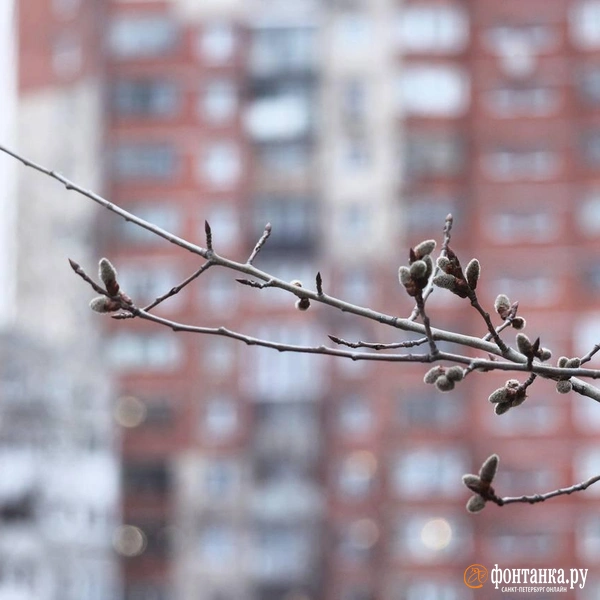 Источник: Сергей Михайличенко / «Фонтанка.ру»