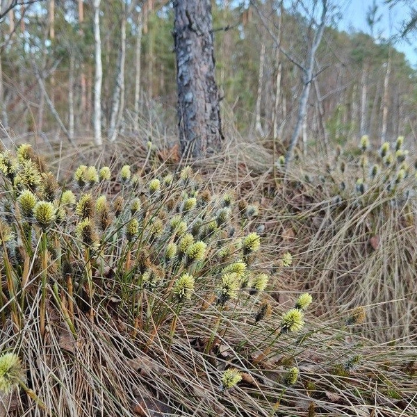 Источник: Каждой твари по паре | Павел Глазков