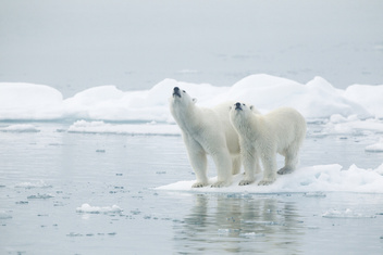Льды Арктики могут полностью растаять в этом году
