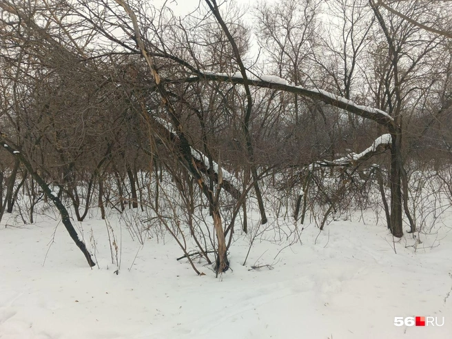 В любой части парка можно заметить погибшие деревья | Источник: Владислав Митрошин / 56.RU