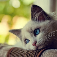 Аватарка Раиса