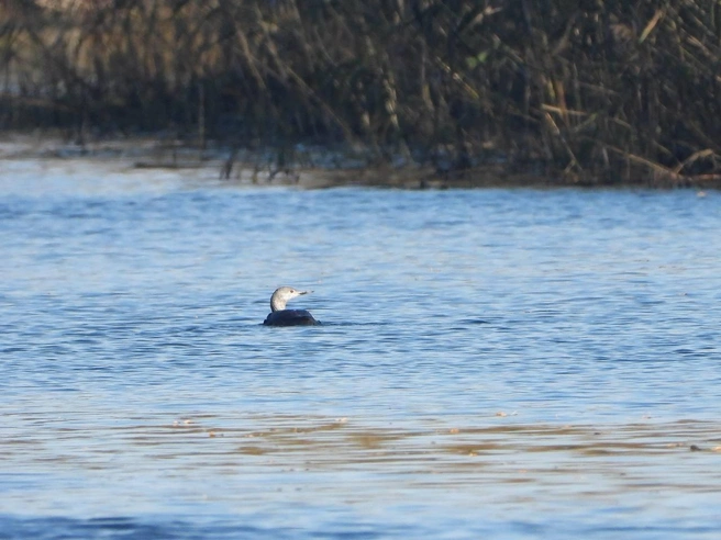 Источник: ФГБУ «Нижне-Свирский государственный заповедник»