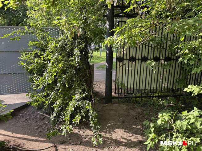 Посетители проходят в парк через дырку в заборе | Источник: Софья Чатинян / MSK1.RU