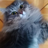 userpic__Неамун