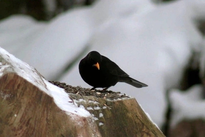 Дрозд в Выборге копирует сирену скорой помощи