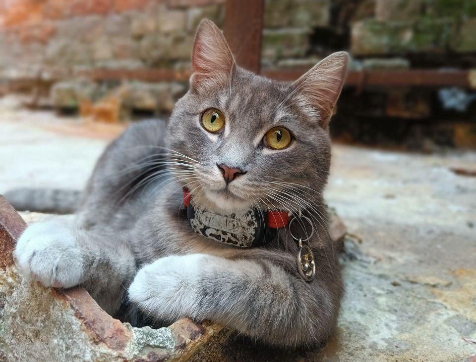 Ходит по барам, ест голубей и заводит интрижки. В рок-школе живет свою лучшую жизнь спасенный на улице кот