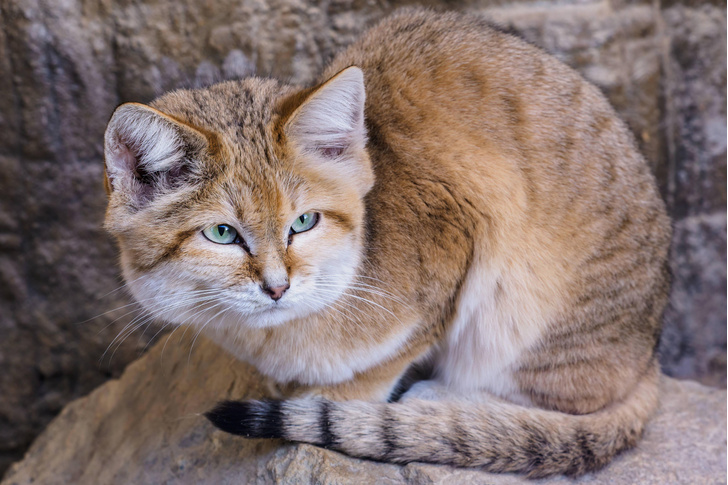 Хищники мелкого калибра: посмотрите на 10 самых маленьких диких кошек в мире
