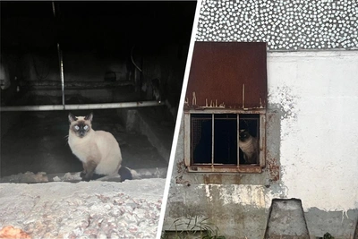 Residents seek owner for Thai cat found in Arkhangelsk basement
