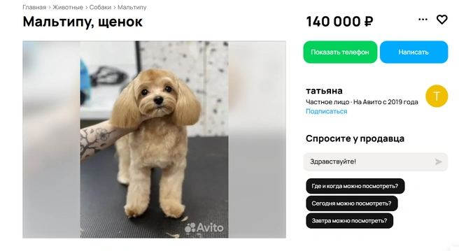 Песика Джонни продают из-за аллергии у ребенка хозяев | Источник: Avito.ru
