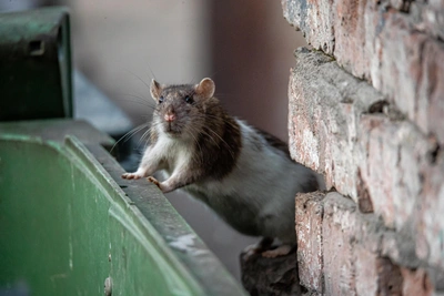 Arkhangelsk starts rat extermination: poison locations revealed