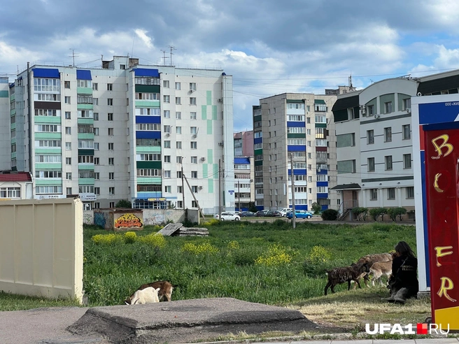 Вот козлы! | Источник: Андрей Бирюков / UFA1.RU