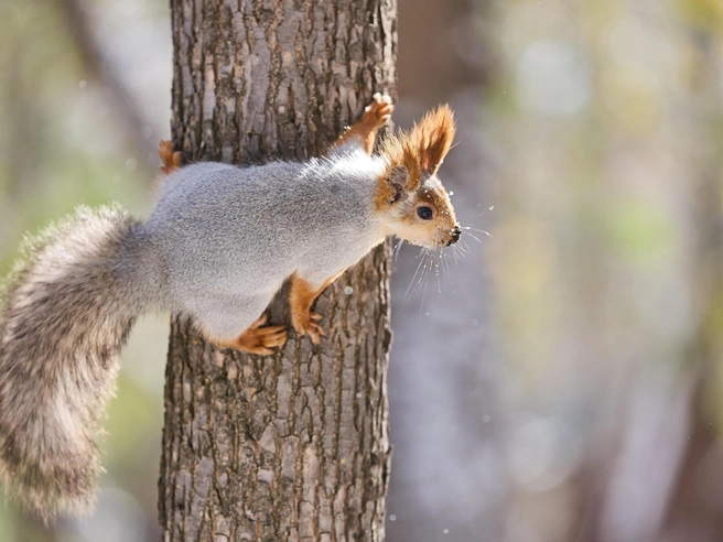 Снег, выпавший в октябре, почти полностью растаял из-за потепления. | Источник: Александр Ощепков