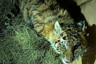 В Хабаровском крае с начала года отловили шесть амурских тигров