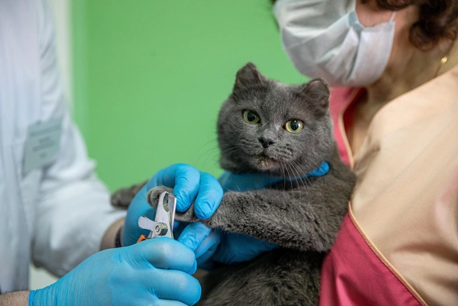 Лечить животных стало дороже | Источник: NGS.ru +79231570000