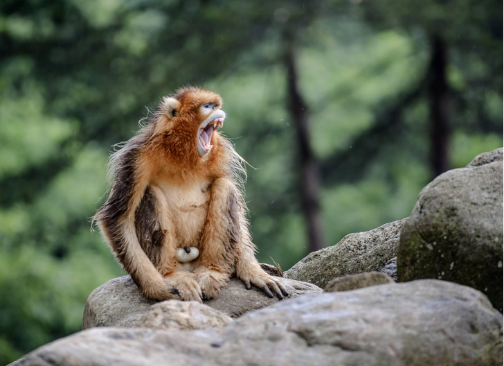 Горы золотой обезьяны: как европейцы открыли в Поднебесной курносых ринопитеков