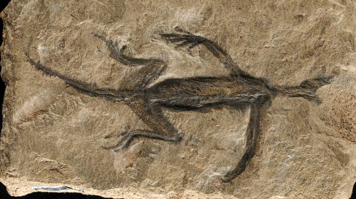 Здесь был вандал: кто испортил окаменелость редкого динозавра в итальянской пещере?