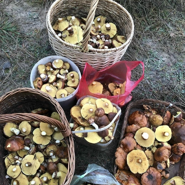 Урожай маслят, собранный на юго-востоке Московской области | Источник: Марина Ларионова / Грибы в Подмосковье 2025 / VK.com