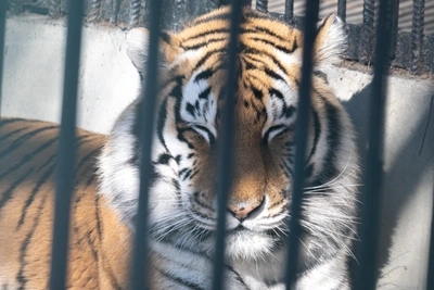 Гибель тигров из-за ошибок охотнадзора в Приморье и Хабаровске