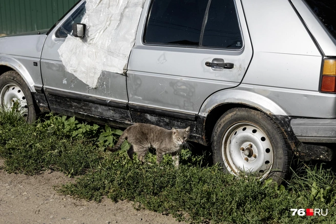 Коты время от времени прячутся от солнца под старыми автомобилями | Источник: Александр Куренной / 76.RU