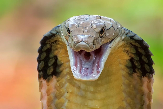 Королевская кобра | Источник: DikkyOesin / iStock