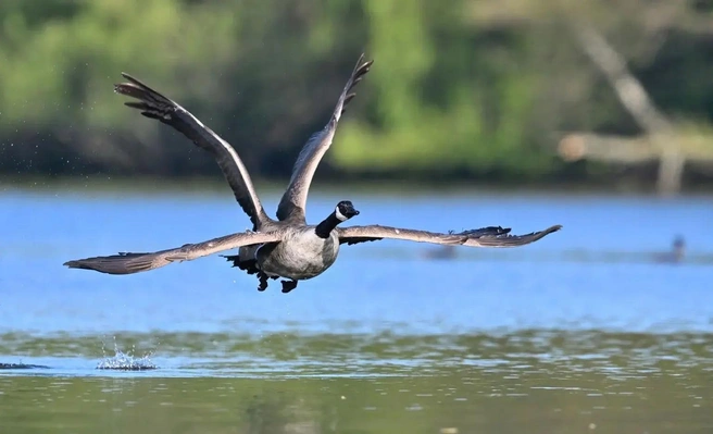 Источник: Elmar Weiss / www.comedywildlifephoto.com