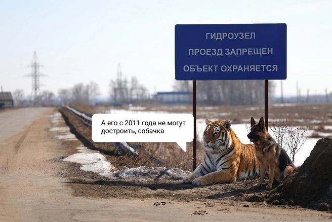 Тигру и его компаньону нужно обсудить в Омске многое | Источник: Евгения Бикунова / Городские медиа