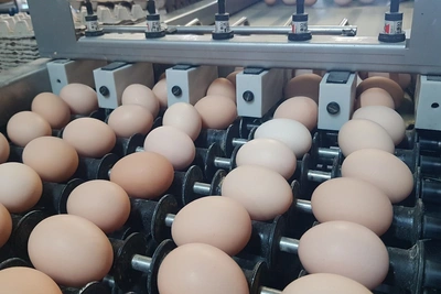 Сахалинская птицефабрика «Островная» начала продажи яиц и мяса