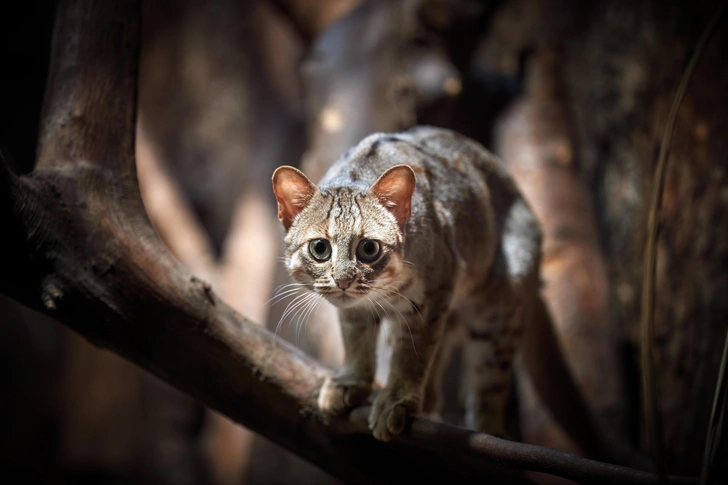 Источник: Martin Mecnarowski via Shutterstock/Fotodom.ru
