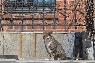 Приморцы чаще выбирают беспородных кошек, чем породистых