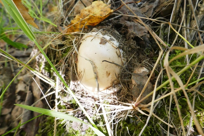 Гриб в стадии «яйца» | Источник: Алексей Тищенко / «Грибы. Грибники Омска и Омской области» / Vk.com