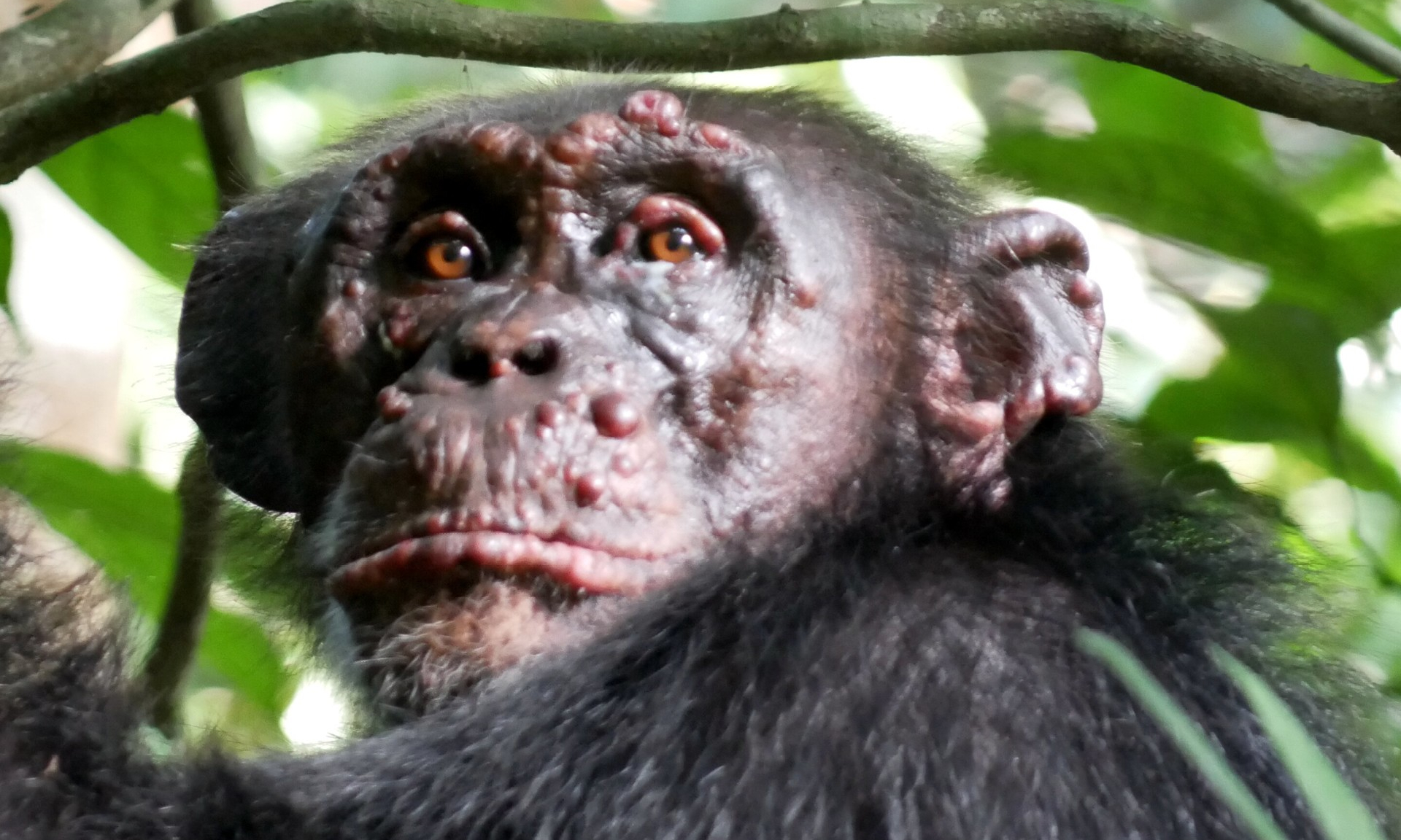 У диких шимпанзе впервые диагностировали проказу