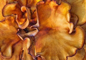Как вырастают грибы-гиганты?