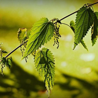 Аватарка Вероника Крапивина